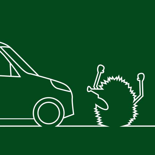 Achtung Igel! Kostenlose Plakate für Gemeinden