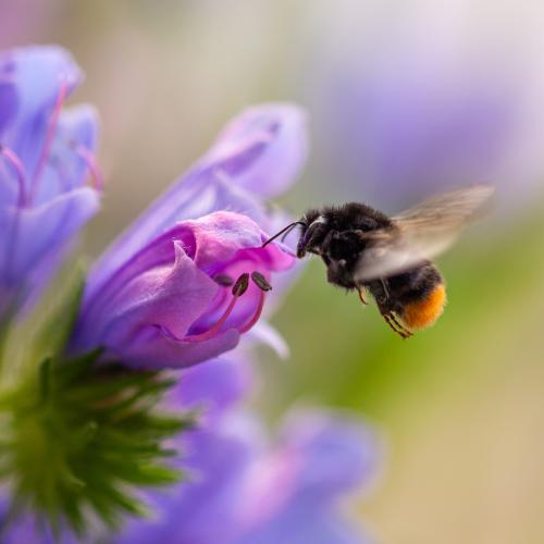 SGV-«Sessionsanlass Kommunalpolitik» im Zeichen der Biodiversität