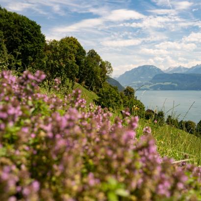 Accès aux résultats de la recherche sur la nature grâce au guide pratique ValPar.CH